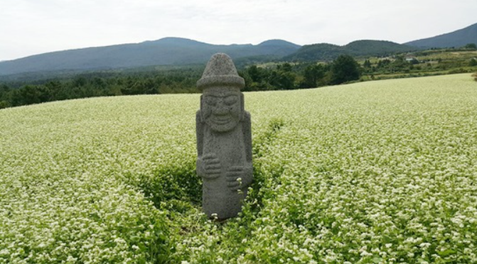 2025 제주 메밀꽃 축제