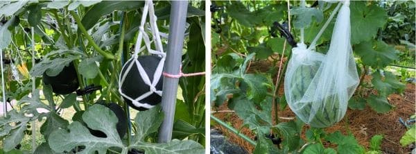 흑피수박-애플수박-재배법-수박-종류별-열매-착과방법-착과-위치-착과수