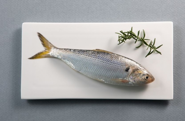 전어 효능 및 부작용