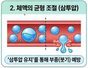 알부민이란
