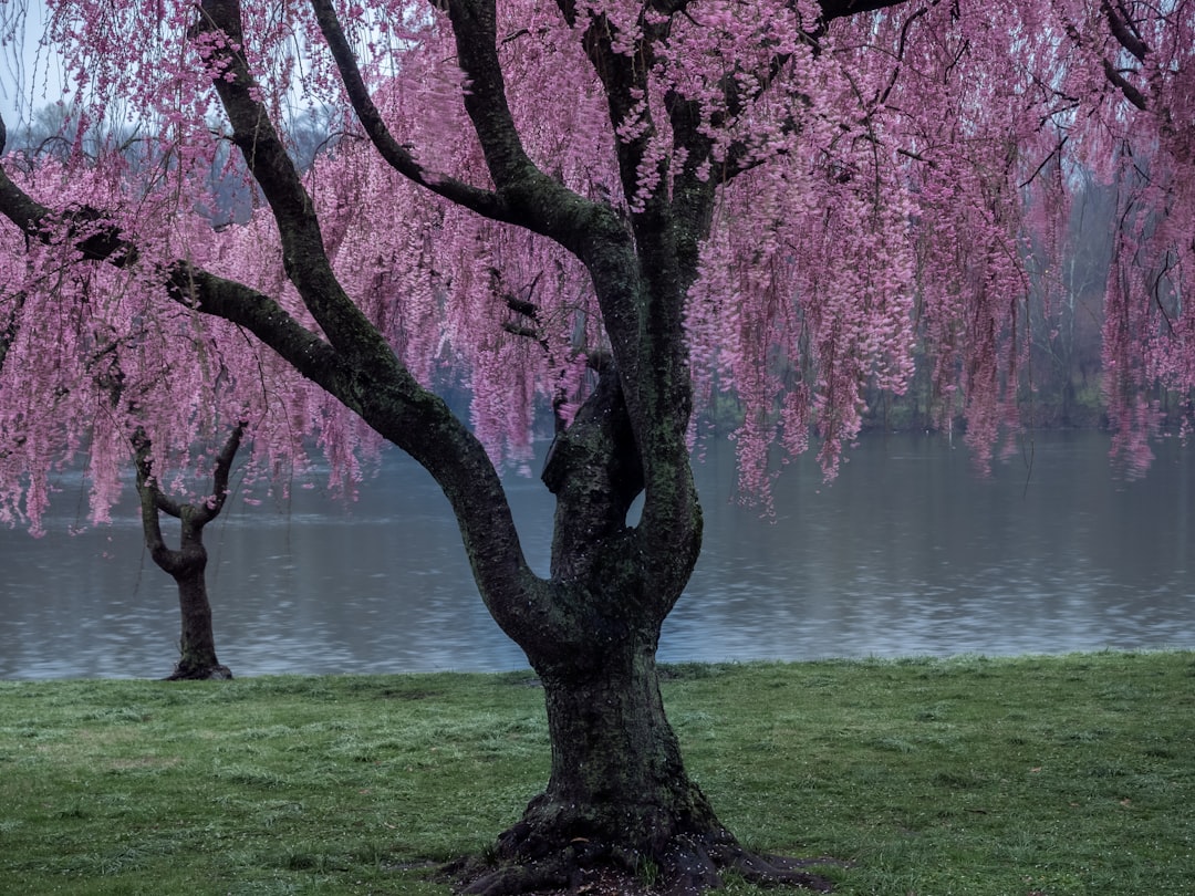 Cherry Blossom Tree
