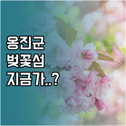 옹진군 벚꽃 개화 현황과 주요 섬별 ..