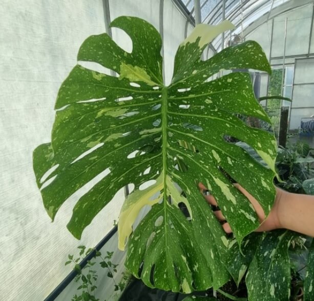 무늬몬스테라는 잎 전체에 크림색의 반점이 퍼져있는 멋진 잎을 가지고 있습니다.