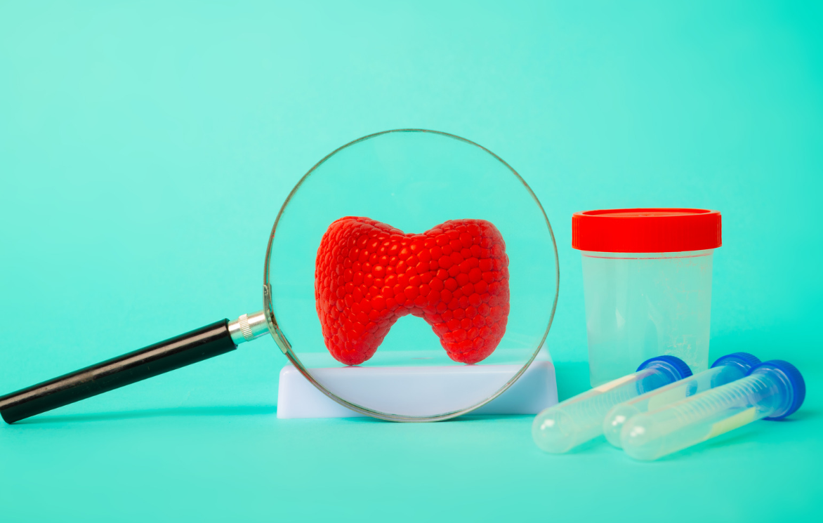 갑상선은 목 아래 작은 나비모양을 하고 있다.