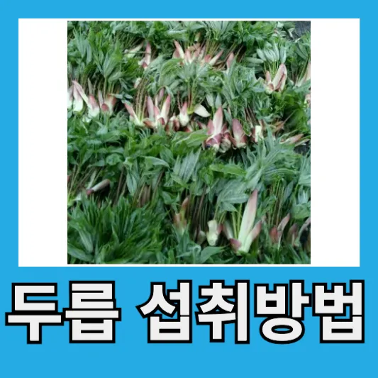 두릅 섭취방법