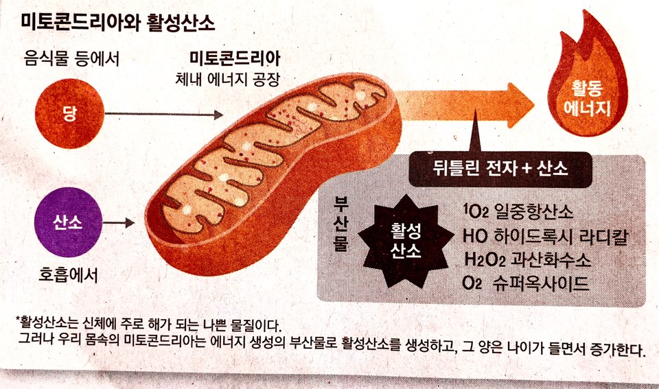 미토콘드리아와 활성산소