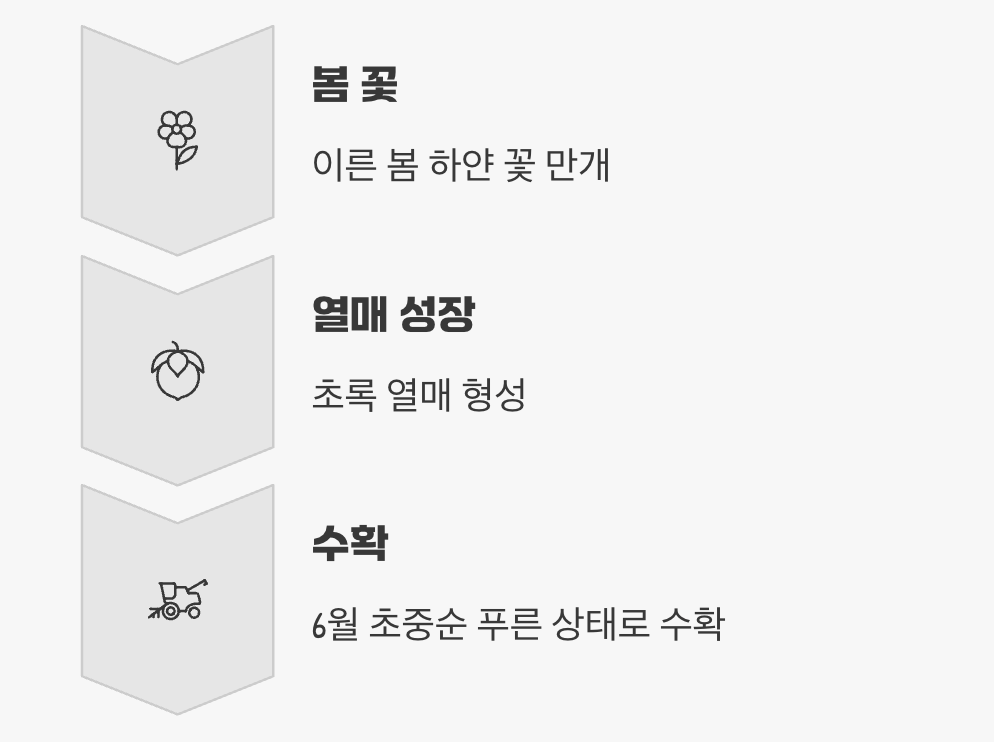 가장 향긋한 순간, 수확과 활용법