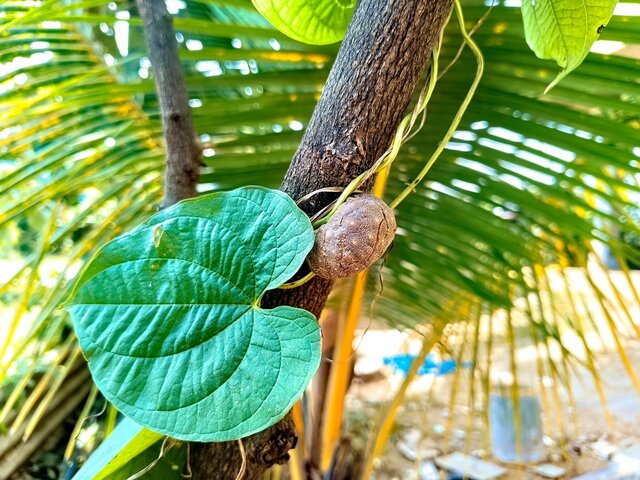 하늘마 효능 11가지 총정리