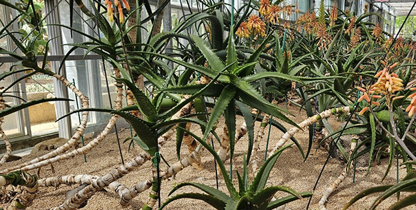 함평 나비대축제