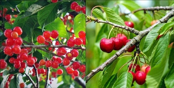 앵두와 체리 차이
