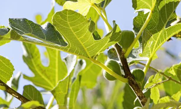 무화과 나무 사진