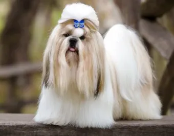 시츄 분양 가격 성격 장단점_2