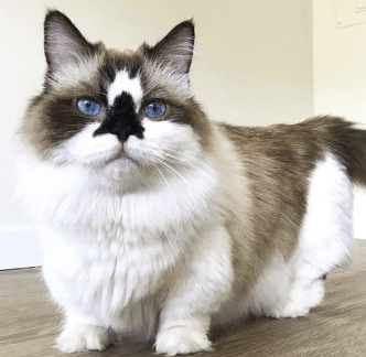 먼치킨고양이 사진
