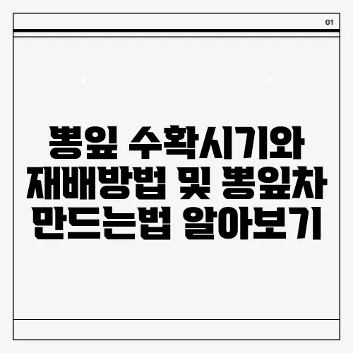 뽕잎 수확시기와 재배방법 및 뽕잎차 만드는법 알아보기
