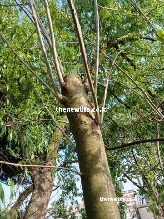 꾸지뽕 효능 간 기능 개선 아스파라긴산