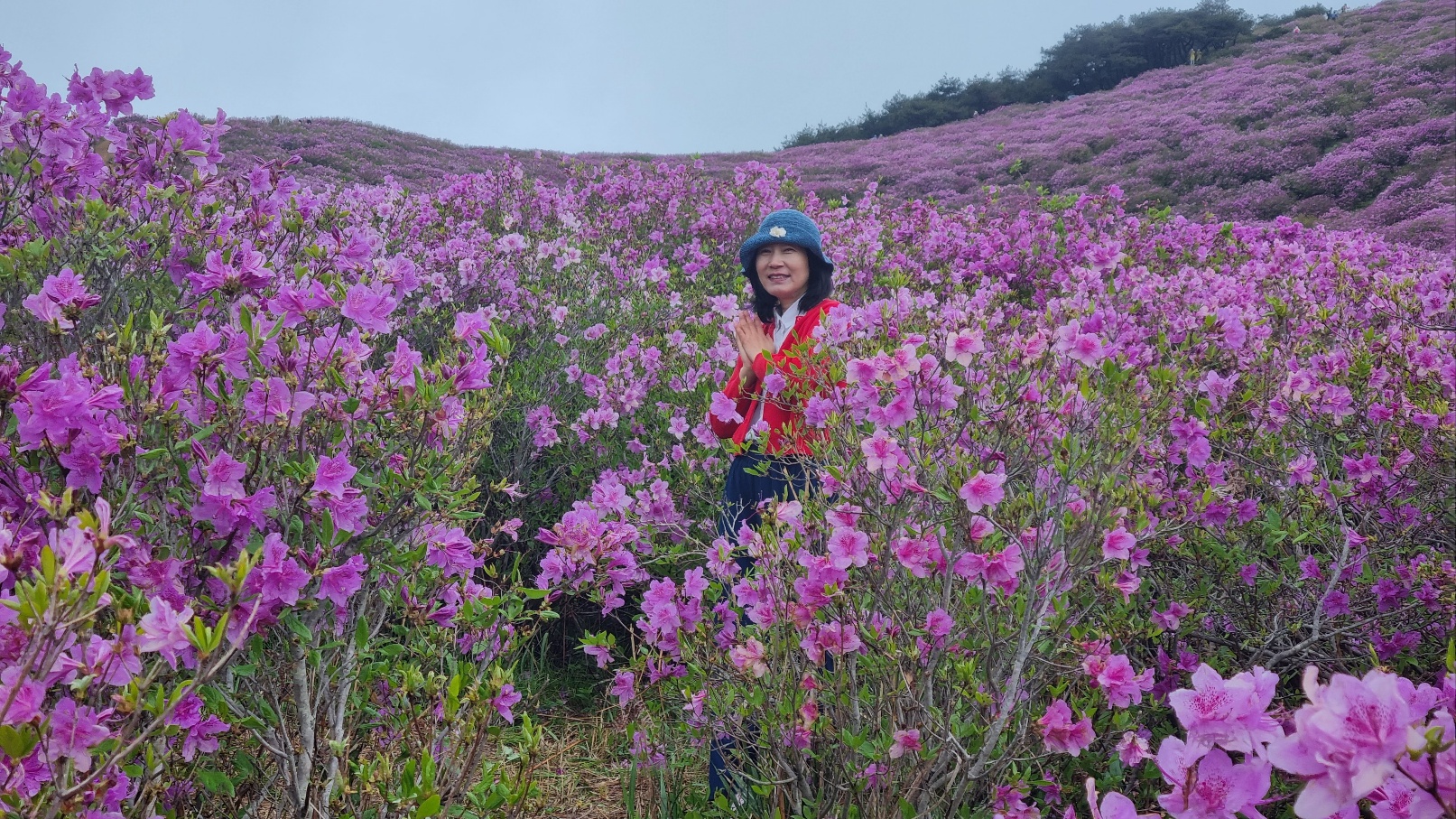 합천 황매산 철쭉22