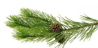 솔잎 효능수확기솔잎 효소 만드는법솔잎차세척활용법보관법까지_5