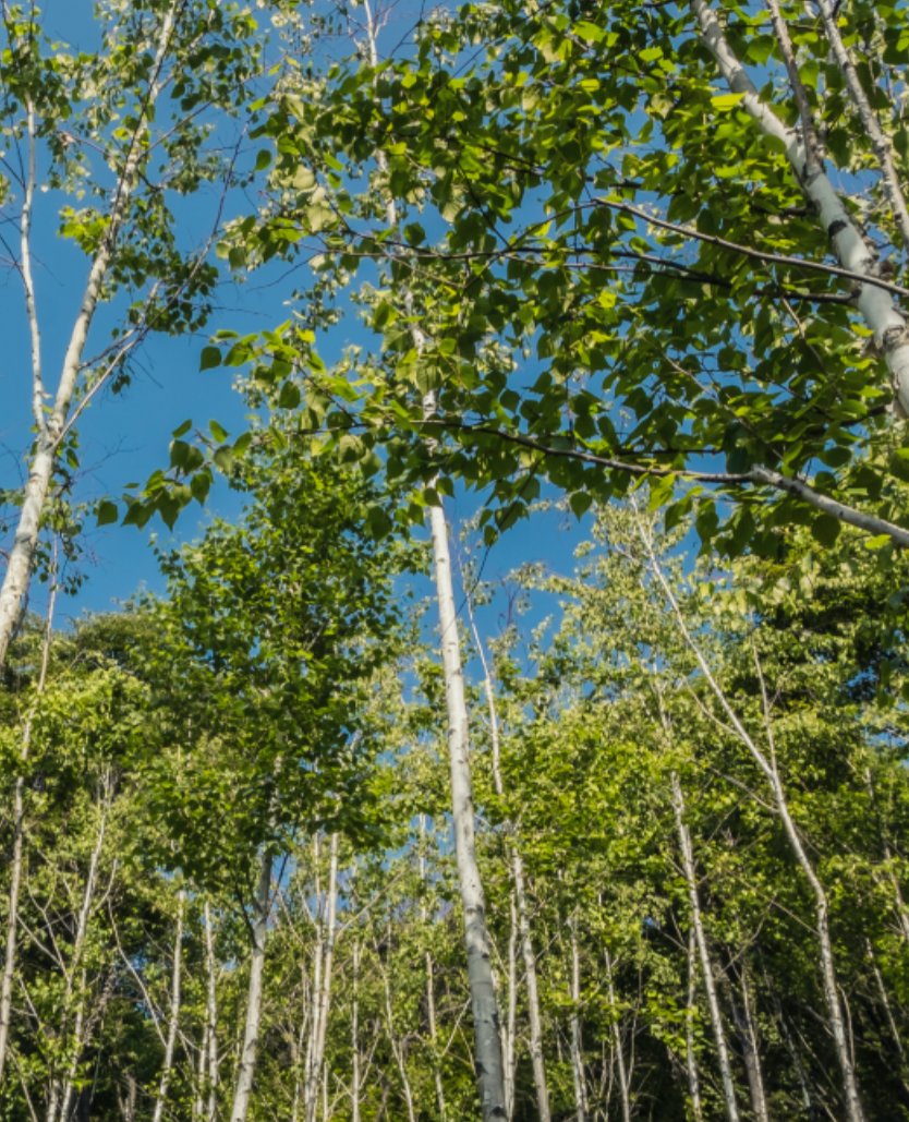 화담숲 예약방법 예약하기 모노레일 정보