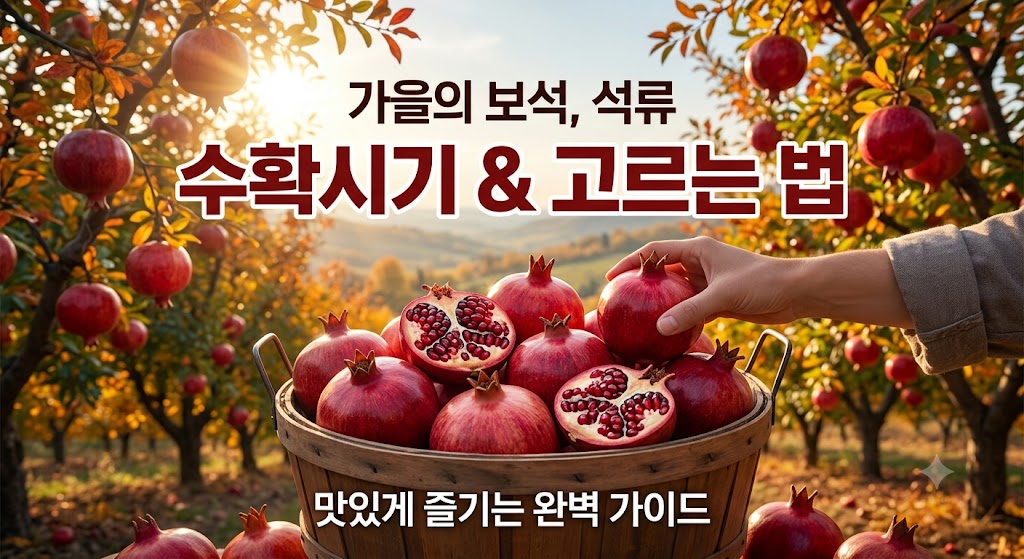 석류 수확시기