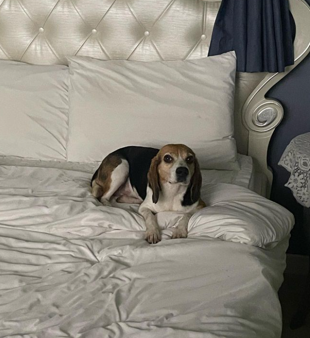 이태곤 프로필 드라마 예능 반려견 사업 결혼