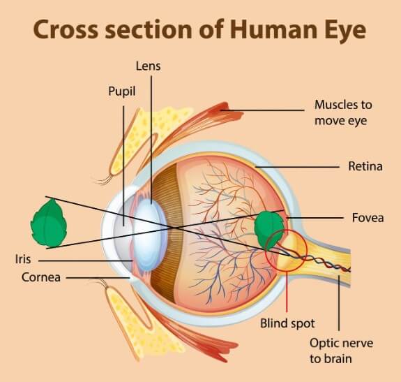 안구의 측면에서 설명하는 모습