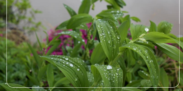 둥글레차 물 대신 이렇게 마시면 위험합니다!1