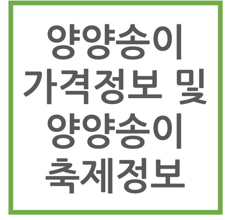 양양송이 가격정보 및 양양송이 축제정보