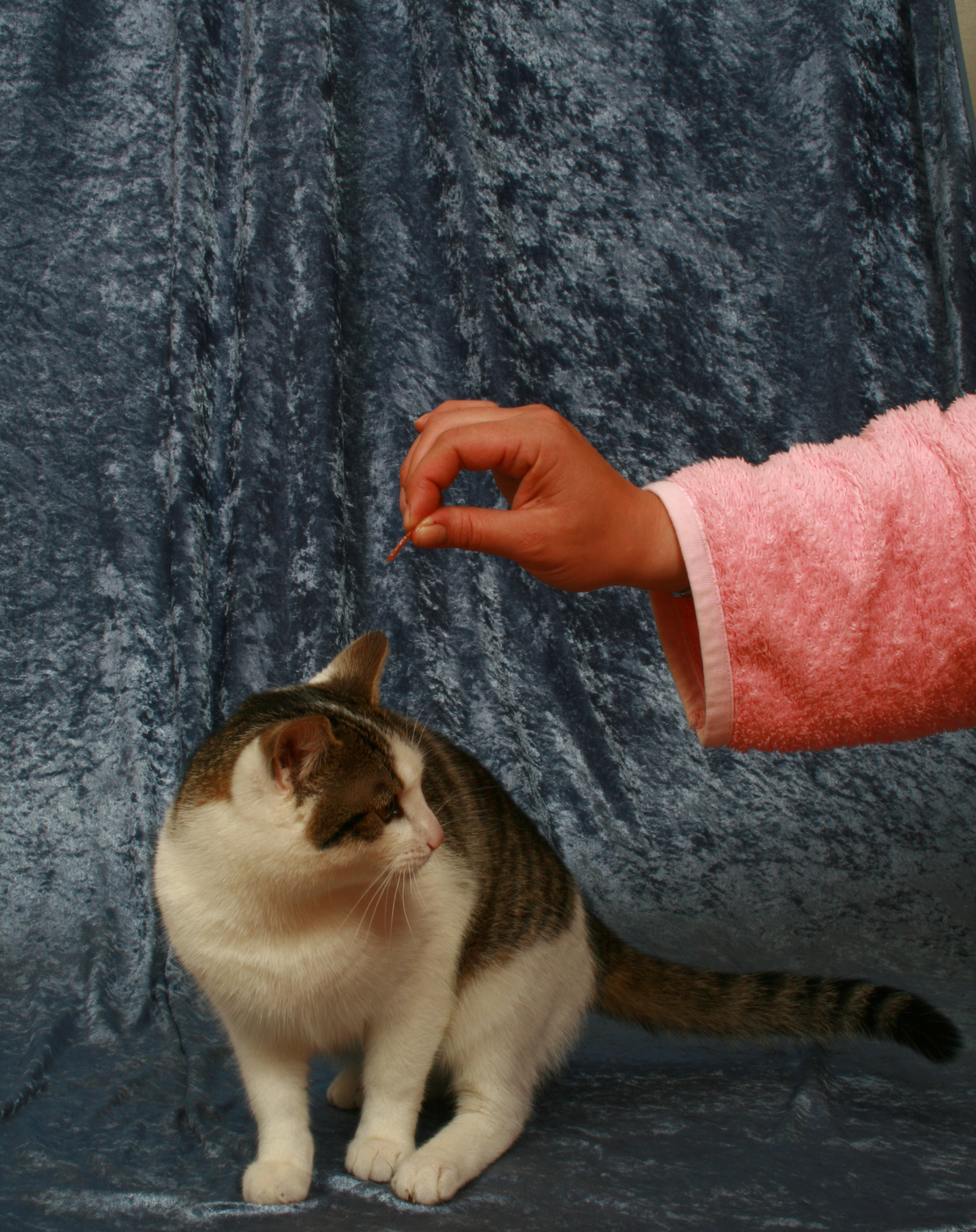 반려동물과 상호작용 관련 사진