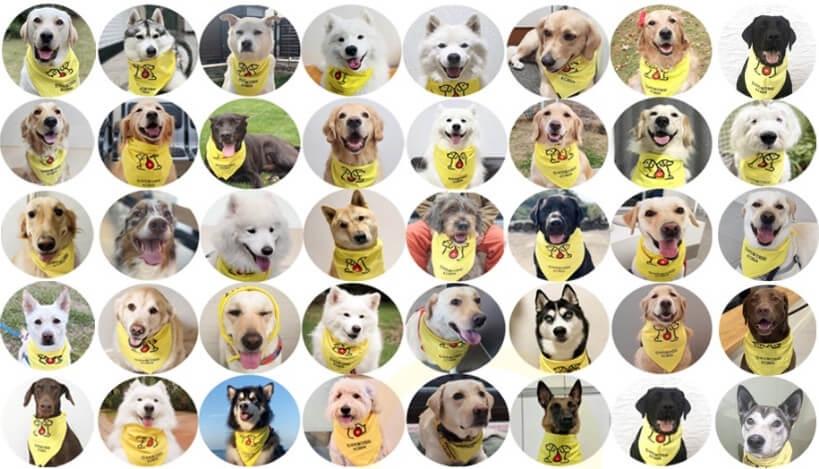 한국헌혈견협회-헌혈견들