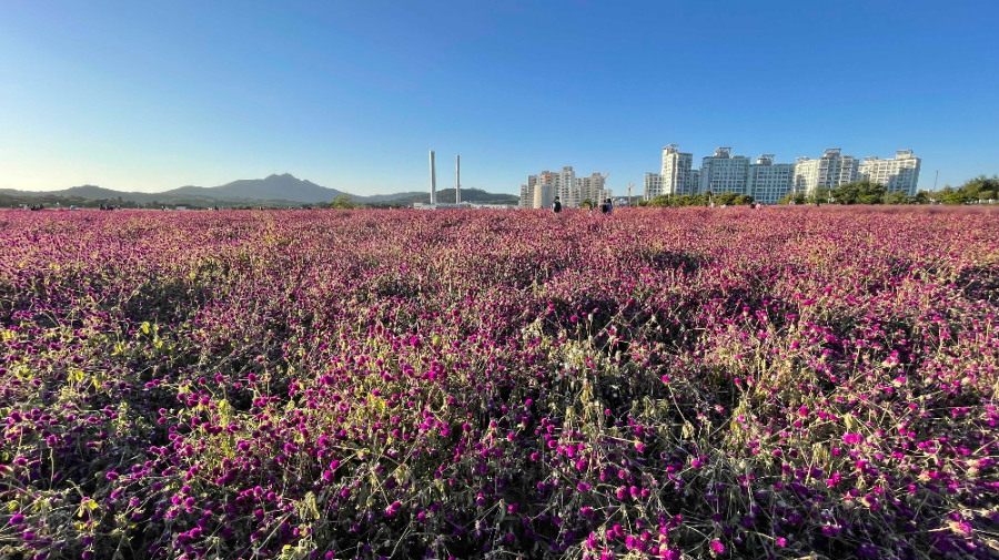 양주 나리농원 꽃 축제