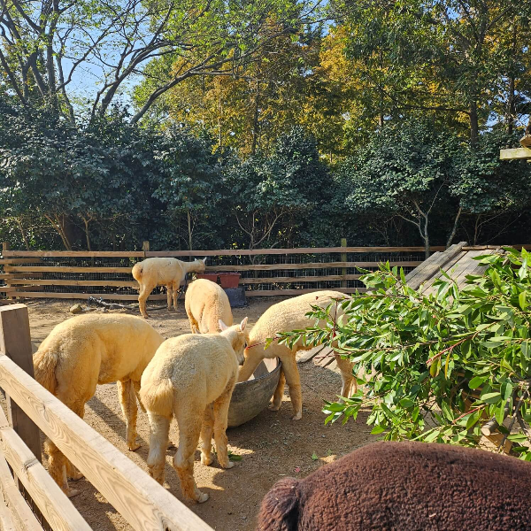 식사중인-알파카