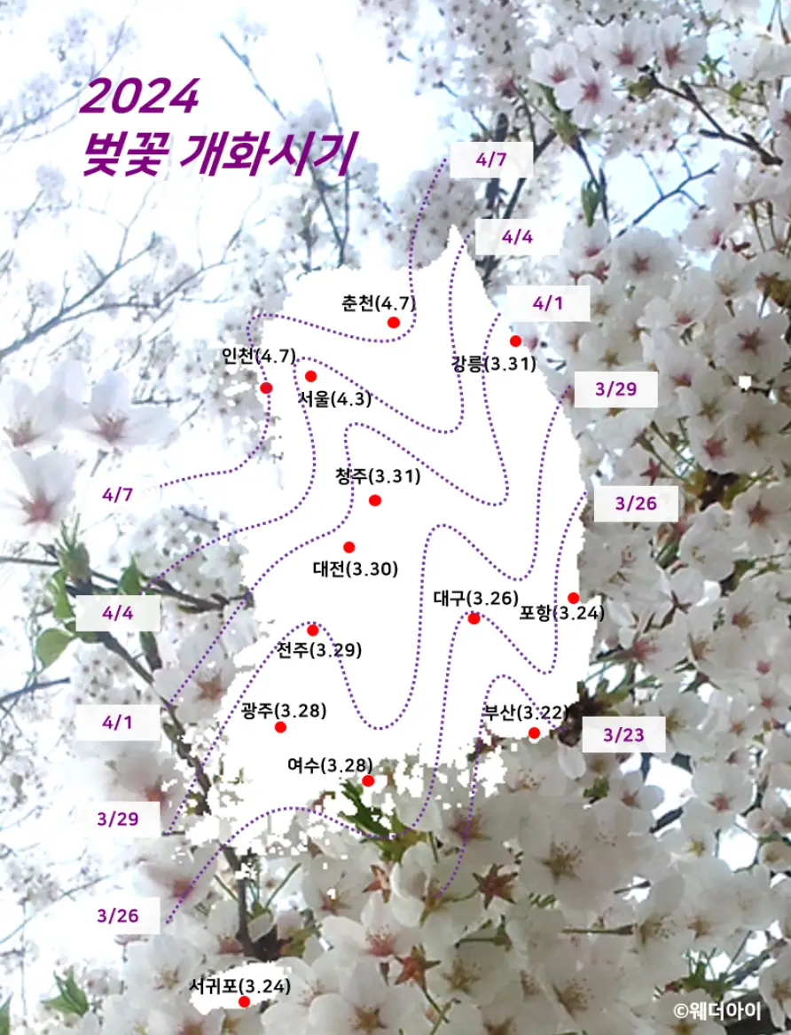2024년-벚꽃-개화-시기-지도