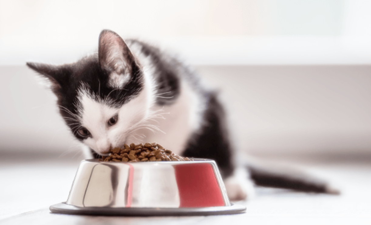 고양이에게 꼭 필요한 필수 영양소 : 건강을 위한 완벽 가이드