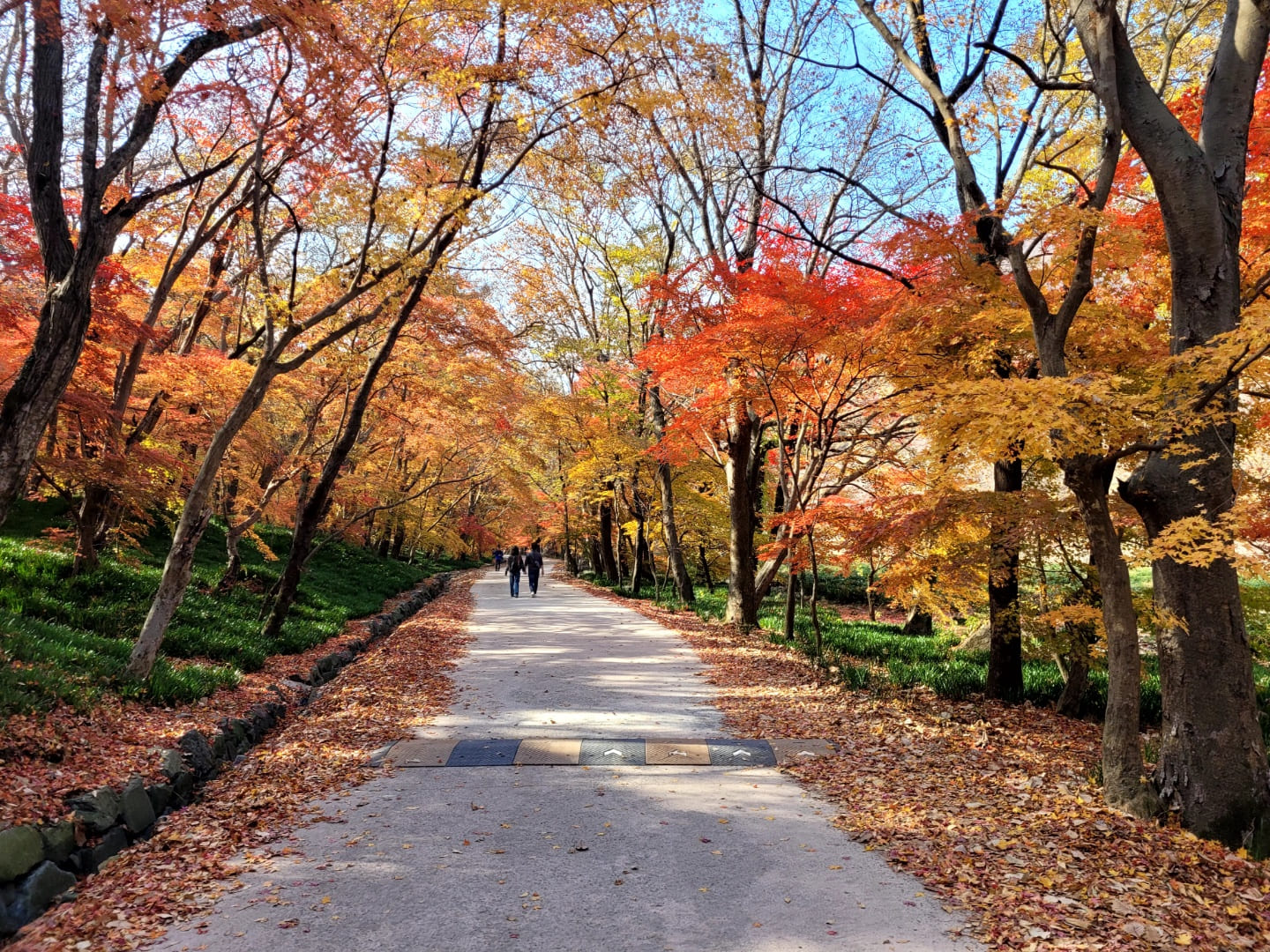 선운사 단풍