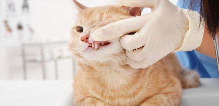 고양이와 수의사.