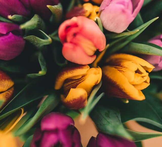 고양국제꽃박람회