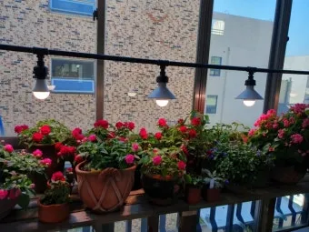 식물등 설치 위치높이 시간대설정 광량부족 해결 겨울철 성장 돕기_8