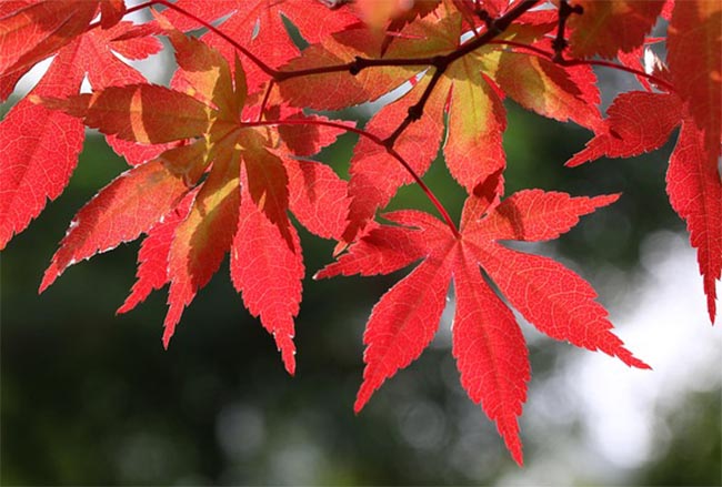 단풍나무 잎