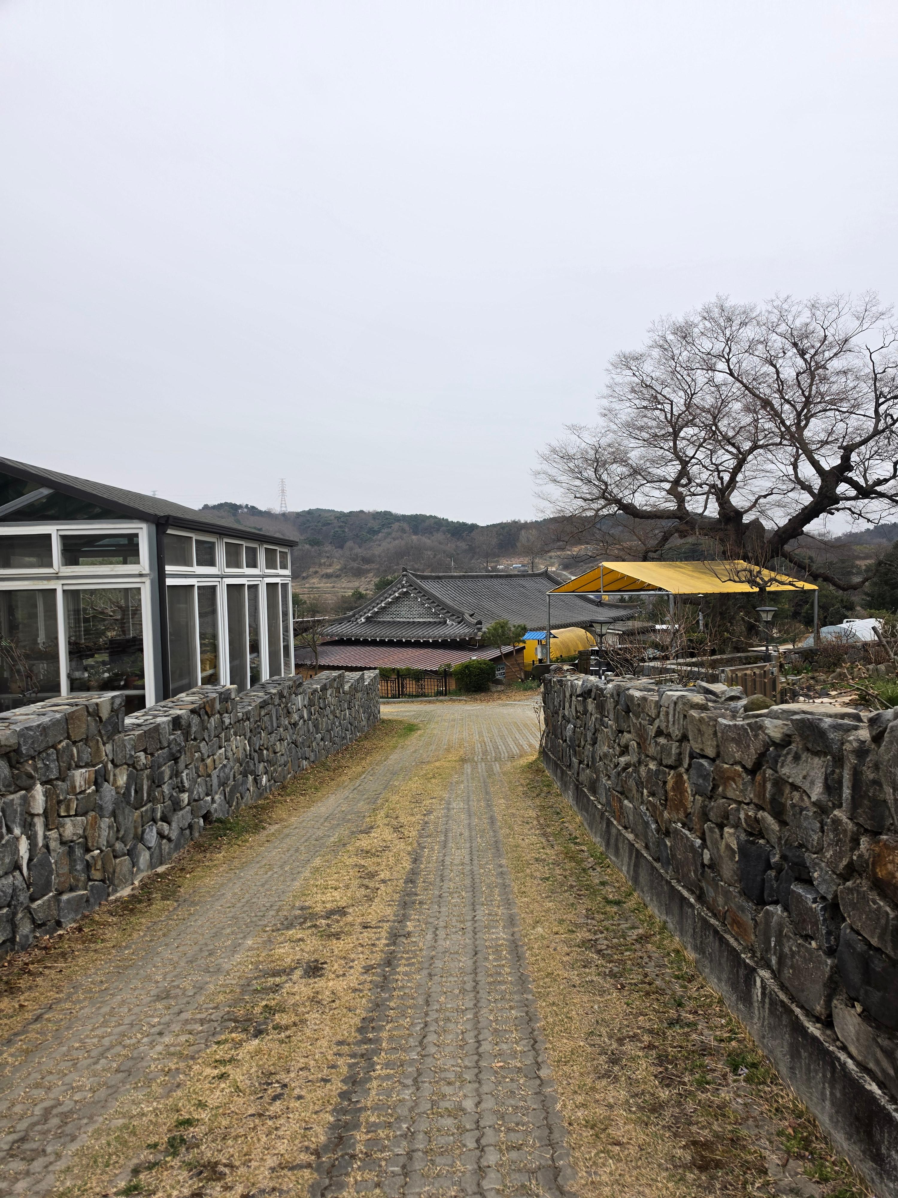 홍성 거북이마을 수선화 명소 수선화축제