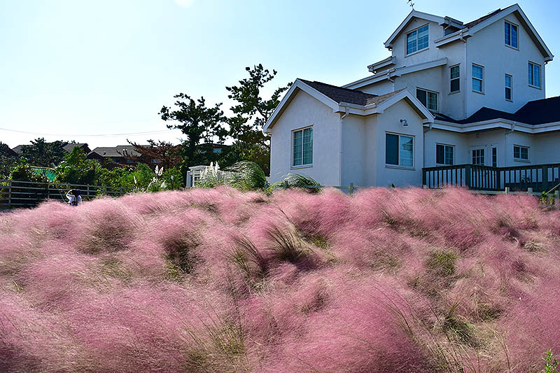 제주 협재 파스타집 '키친오즈'