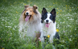 러프콜리/출처:어도비스톡