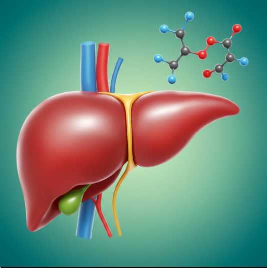 고덱스 캡슐 작용기전