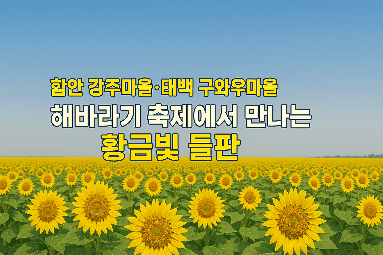 함안 강주마을·태백 구와우마을 해바라기 축제에서 만나는 황금빛 들판
