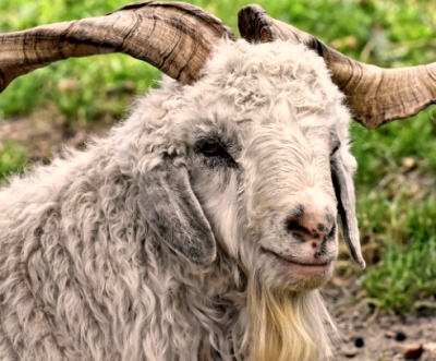 캐시미어 산양 털 모습