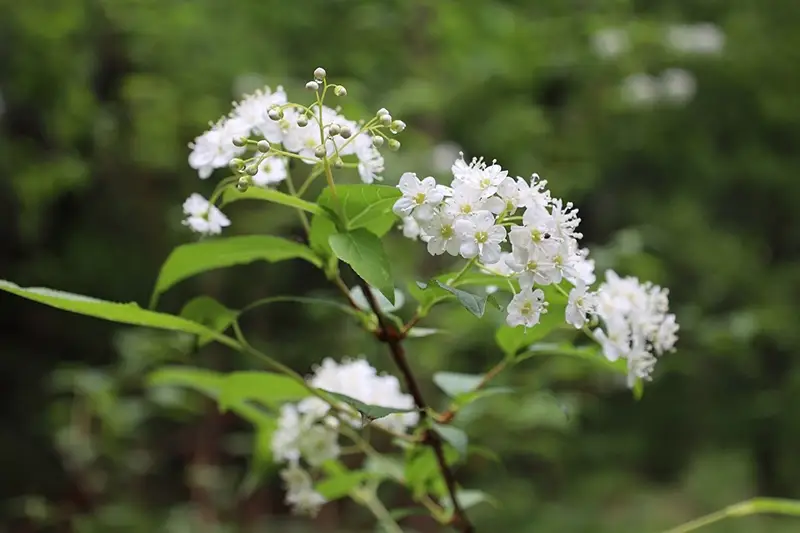 국립백두대간수목원-입장료-무료입장-트램-호랑이-운영시간