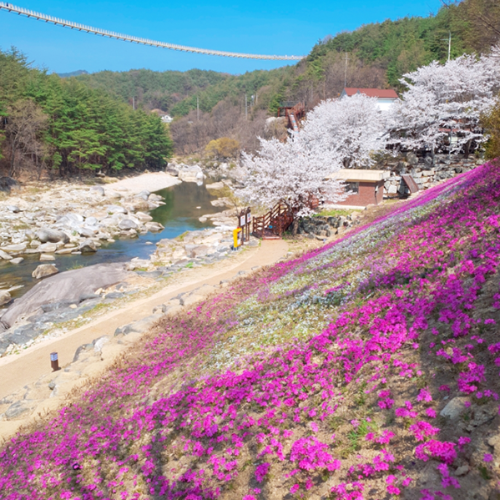 수승대 오토캠핑장 계곡의 벚꽃과 철쭉