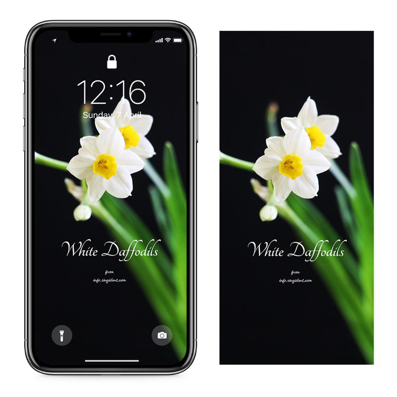 08 흰색 수선화 검정배경 C - White Daffodils 아이폰봄배경화면