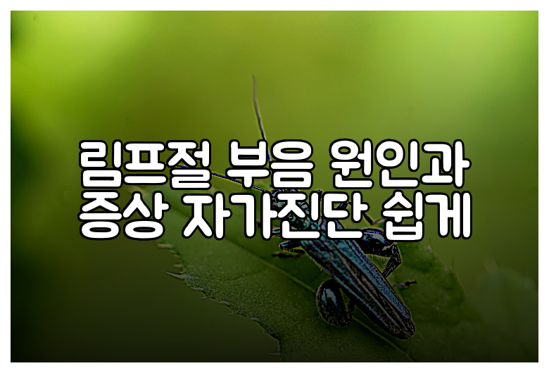 림프절 부음 원인과 증상 자가진단 쉽게