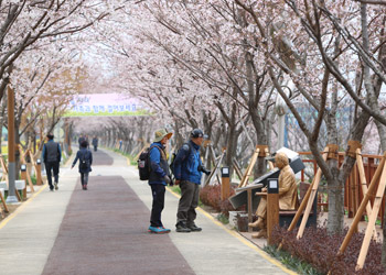 부산 강서구 벚꽃 축제