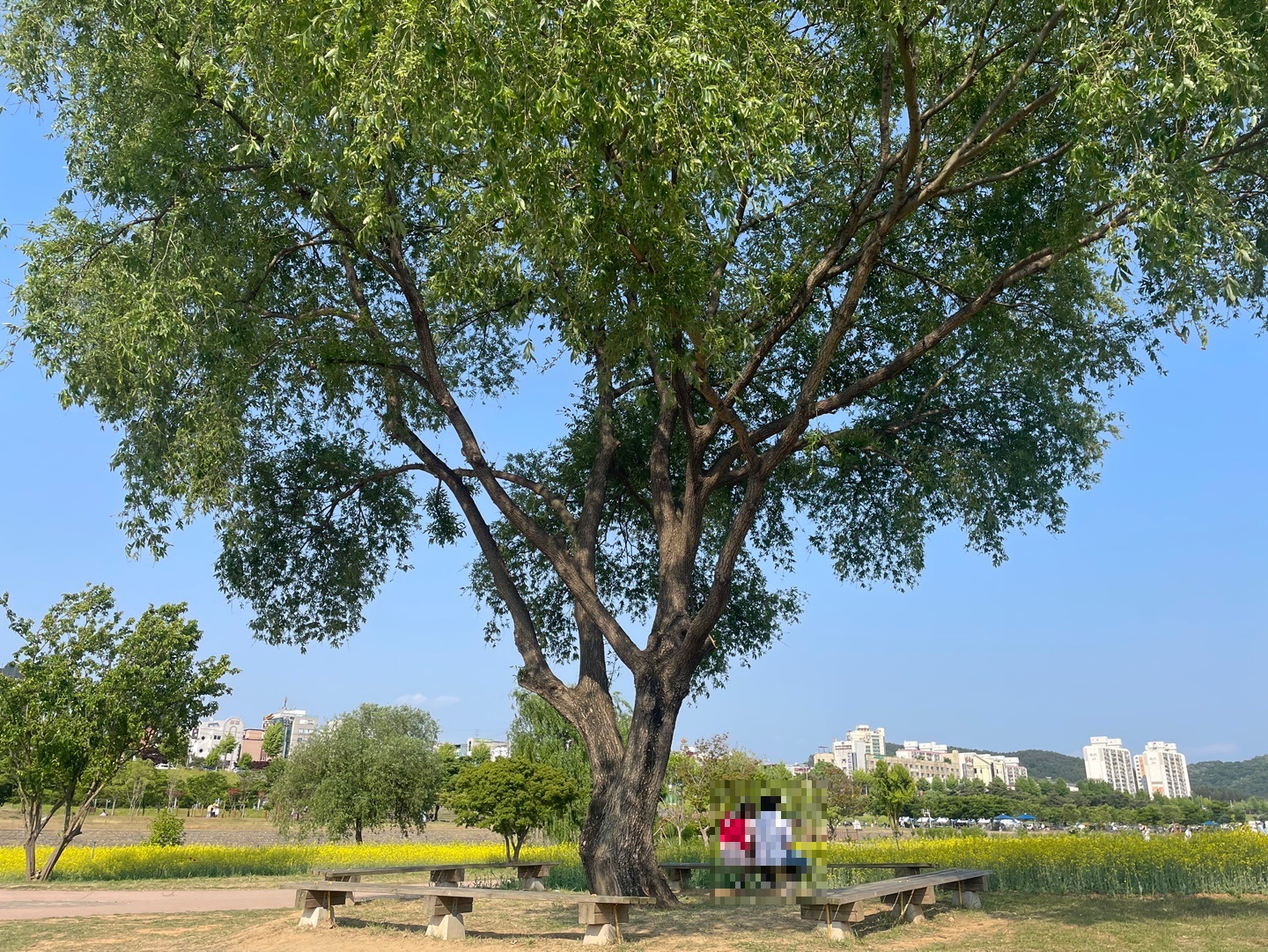 큰 나무 밑에 벤치가 있다.